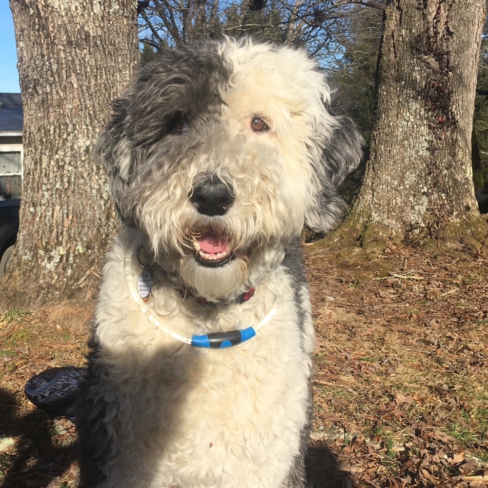 Meet your Posher, Rylee - Picture 3 of 7